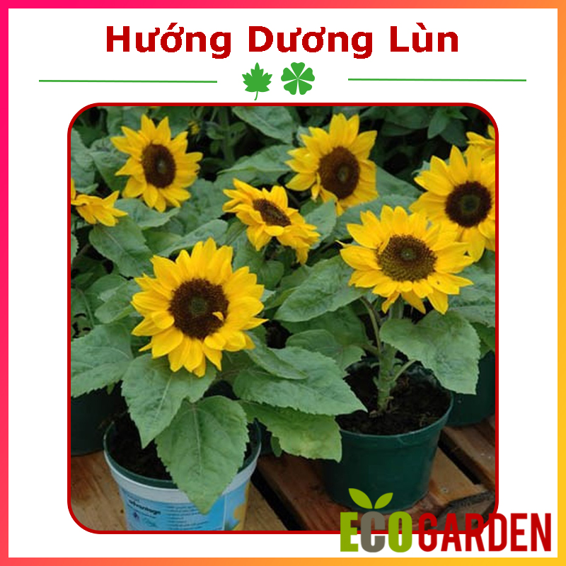Hạt Giống Hoa Hướng Dương Lùn - Gói 30 Hạt (ECO.328)