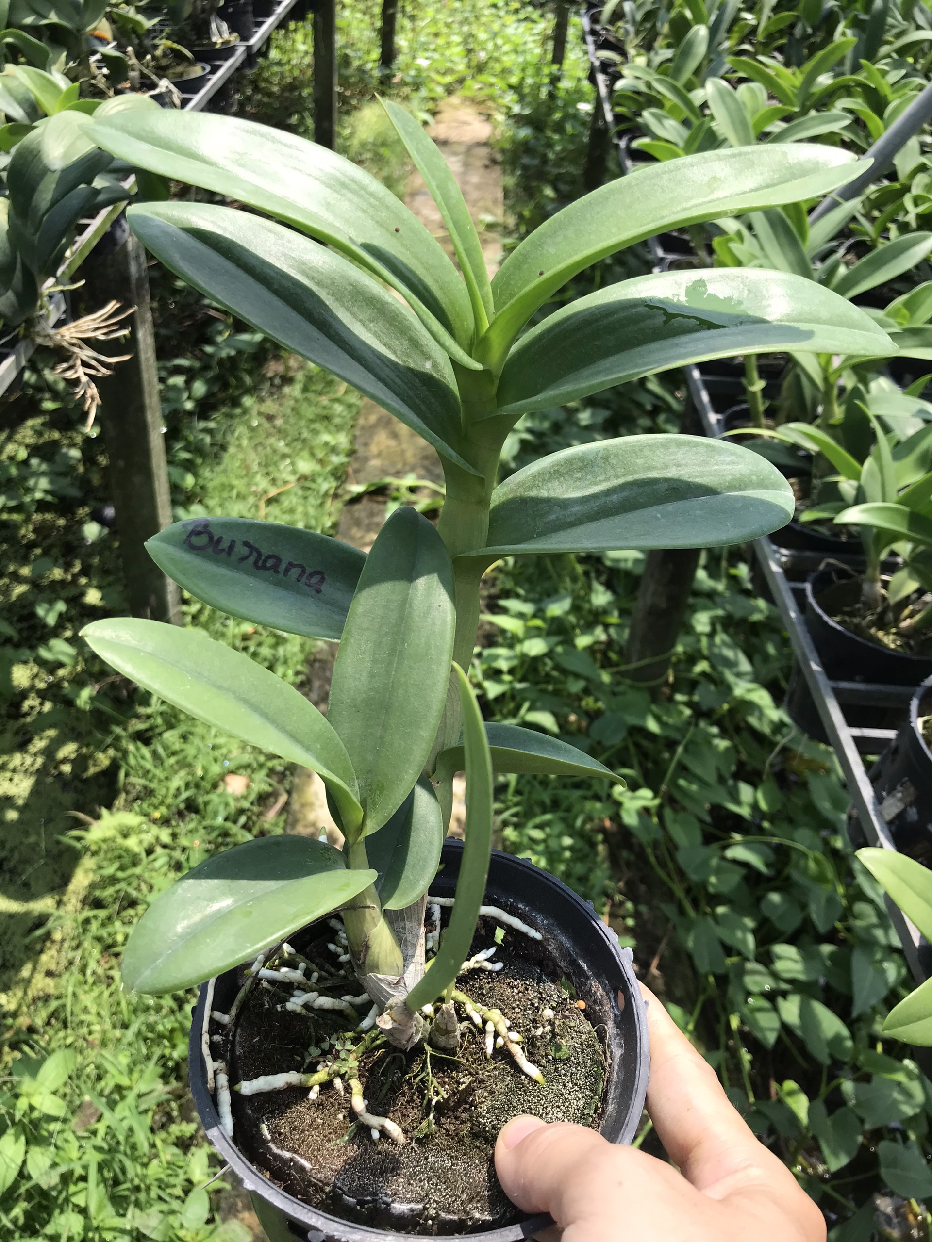 denro Burana Sunshine
