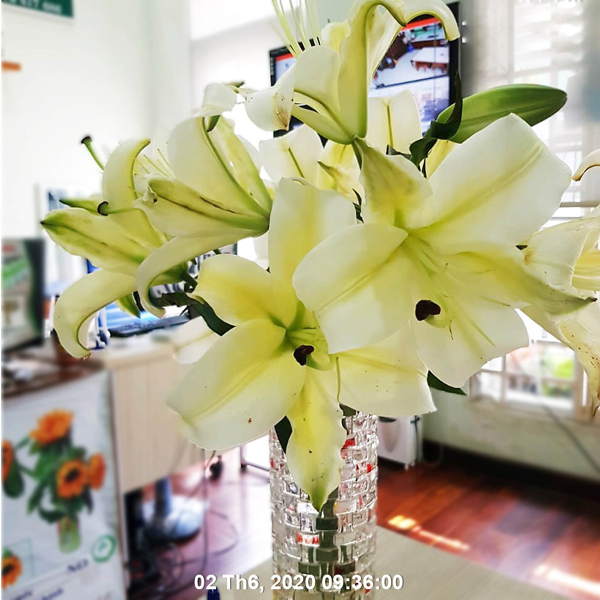 Longlife Food For Cut Flower