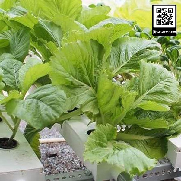1KG Hạt giống rau cải bẹ mào gà