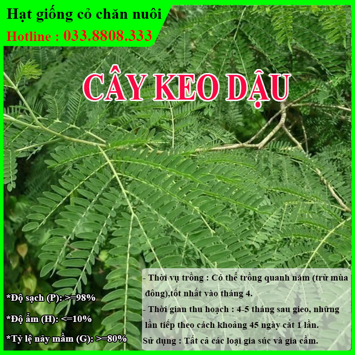 Hạt giống keo dậu - thức ăn chăn nuôi - hạt giống cỏ chăn nuôi - cỏ chăn nuôi trâu,bò,dê...