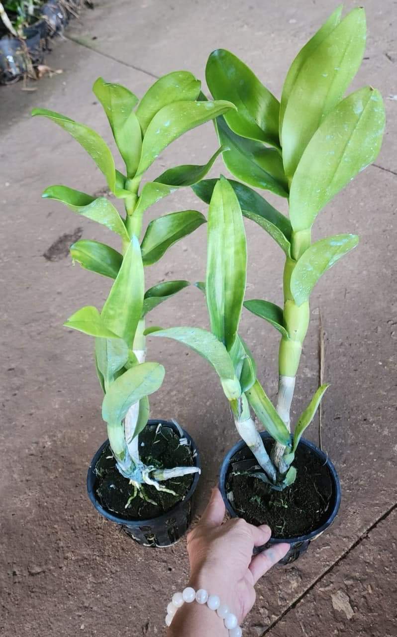 Den lai catt nữ hoàng
