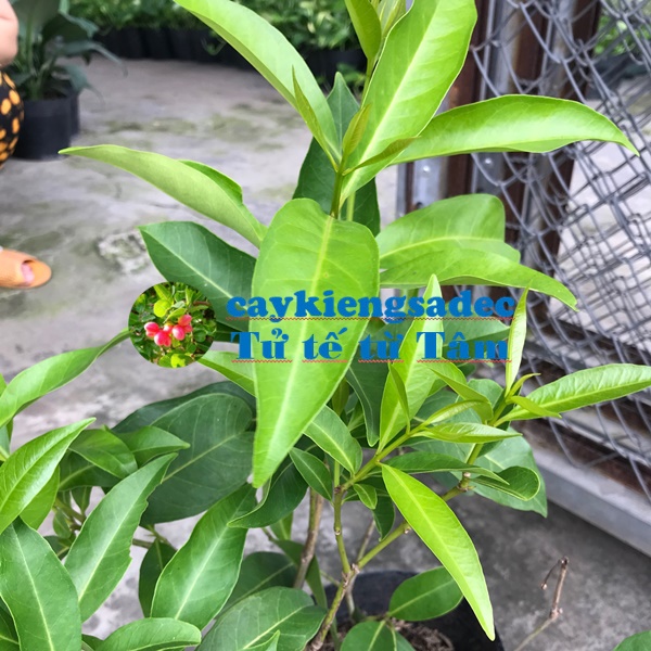 Cây lá vối + tặng phân bón cho cây mau lớn