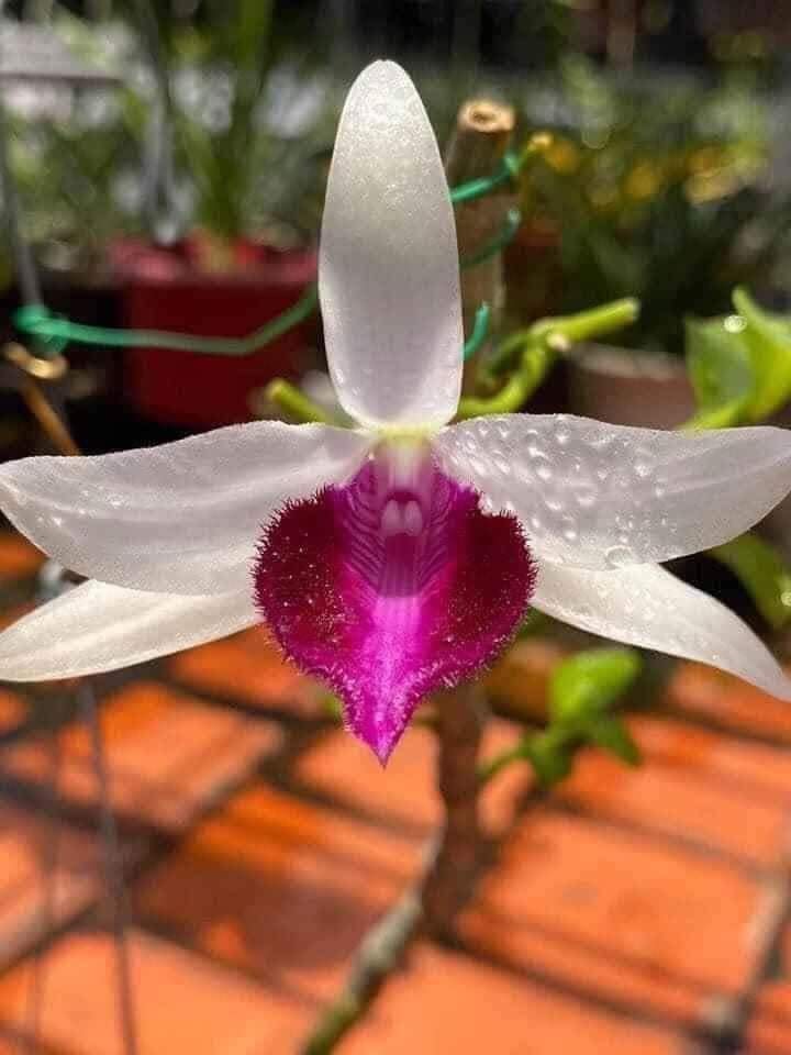 Phi điệp bệt mủi trắng