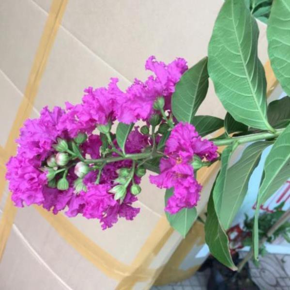 Cây bằng lăng thái nhanh siêu hoa chuẩn giống