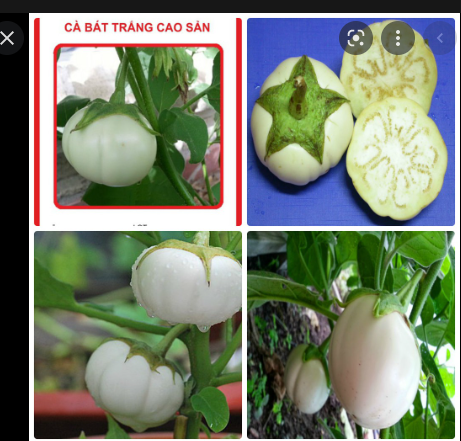 Hạt Giống Cà Bát Trắng Cao Sản