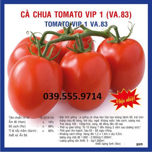 Hạt giống Cà chua Chịu Nhiệt F1 VIP 5gam
