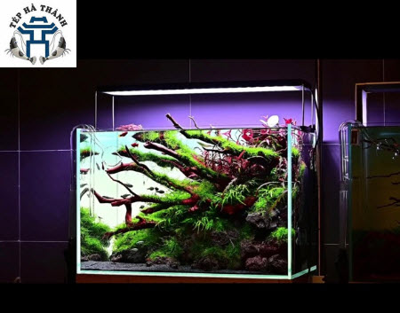 [Hoàn Tiền 10%] Đèn LED Cao Cấp Chihiros WRGB 2 60cm