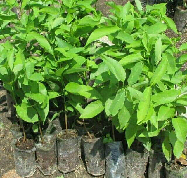 CÂY GIỐNG NA TÍM