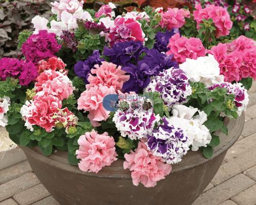 Hạt Giống Hoa Dạ Yến Thảo Kép