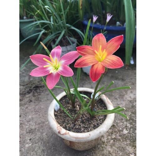 Củ hoa Huệ mưa ngoại đủ màu(3 củ)