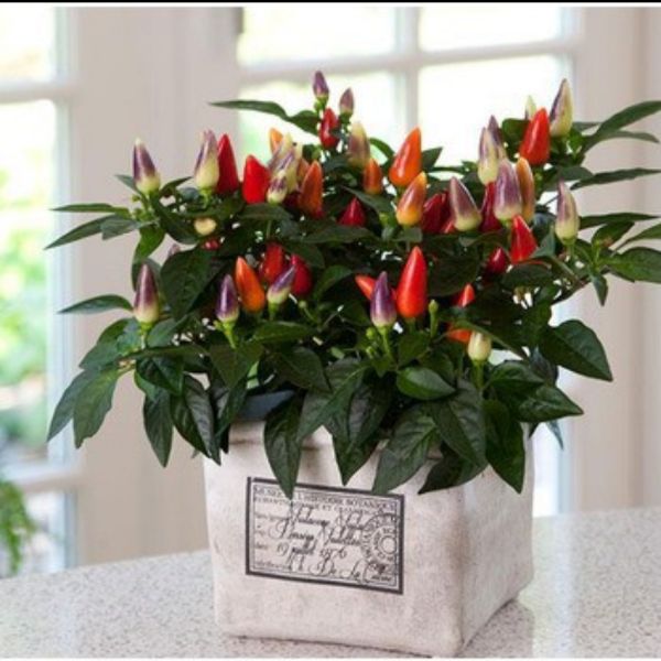 Hạt Ớt Ngũ Sắc F1 Gói 20H