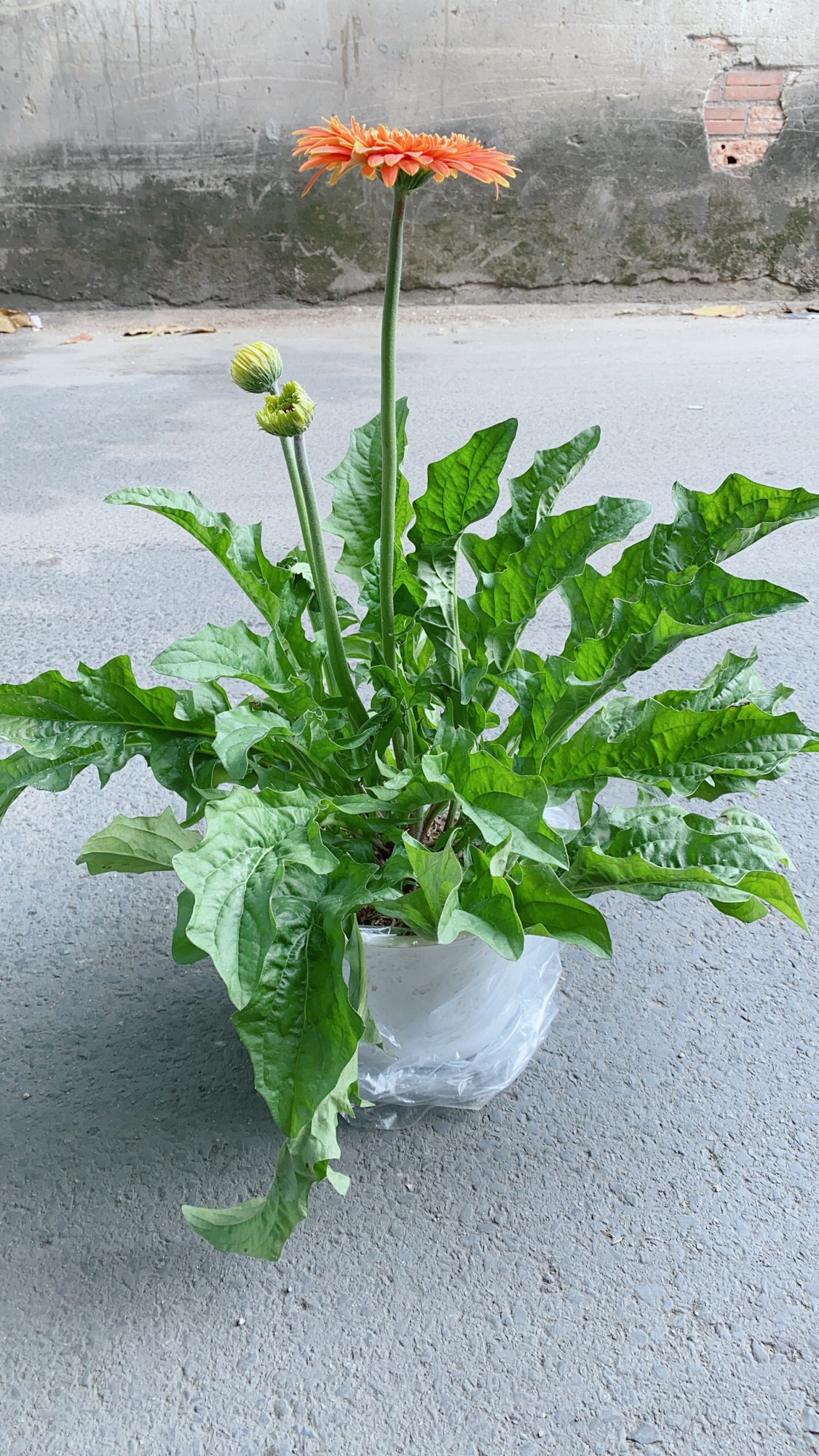 Cây Hoa Đồng Tiền (đỏ, cam, vàng) Size Lớn
