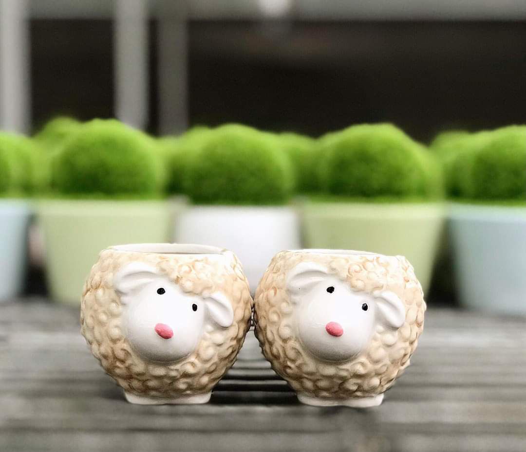 6 chậu gốm mini hình con vật cute.