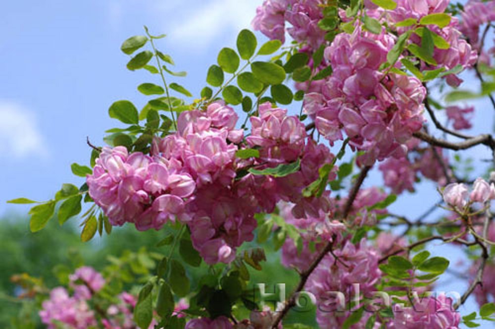 CÂY GIỐNG MUỒNG ANH ĐÀO