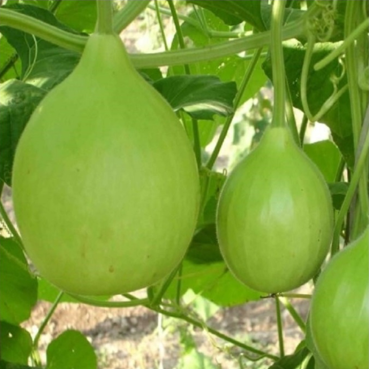 Hạt giống bầu tròn Thái Lan gói 2gr