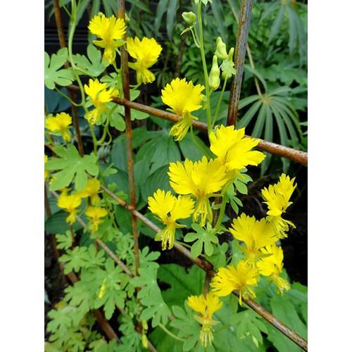 Hạt giống hoa phượng hoàng - 4 hạt/gói