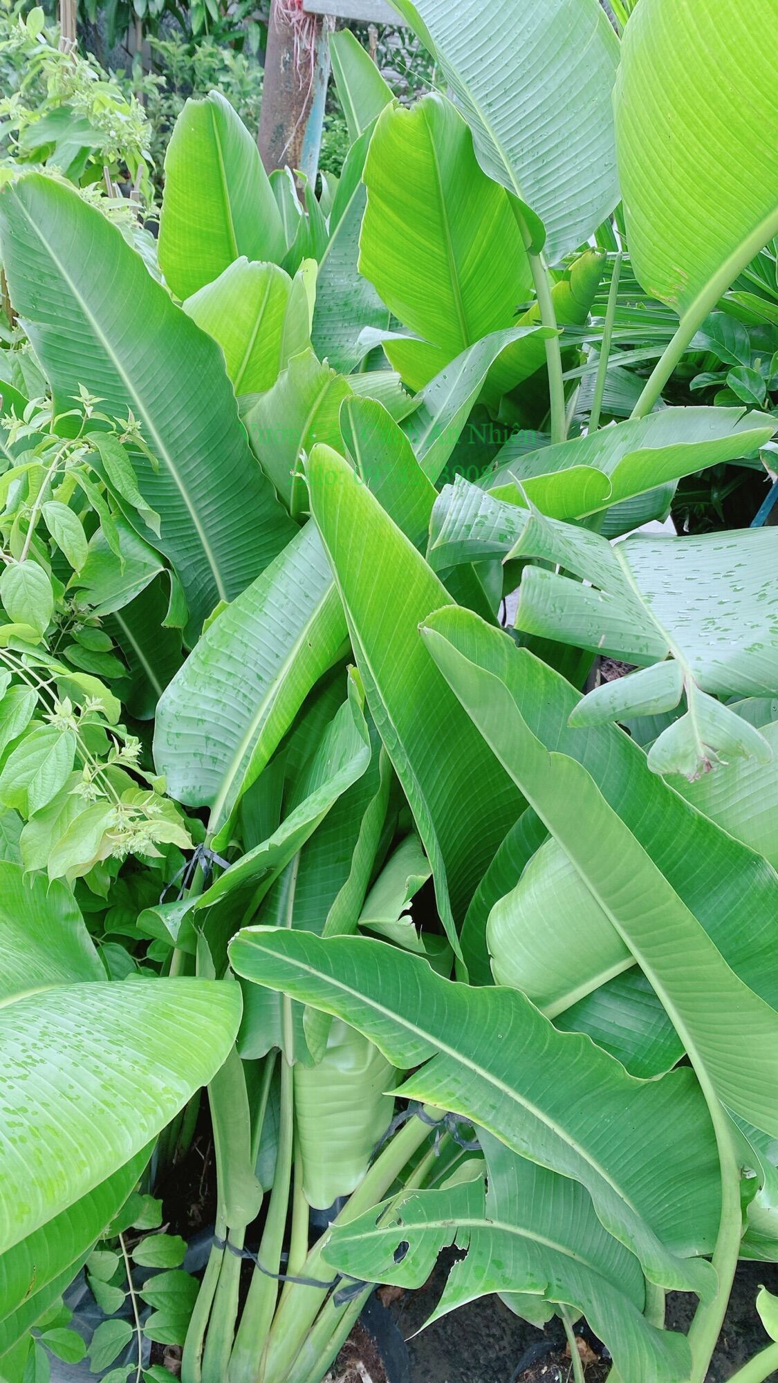 Cây Chuối Rẻ Quạt (chỉ giao hcm)
