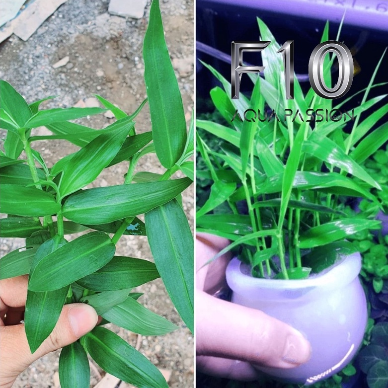 Cây tre thủy sinh - Cây thủy sinh trang trí hồ cá cảnh, thủy sinh - Rất rẻ và dễ trồng