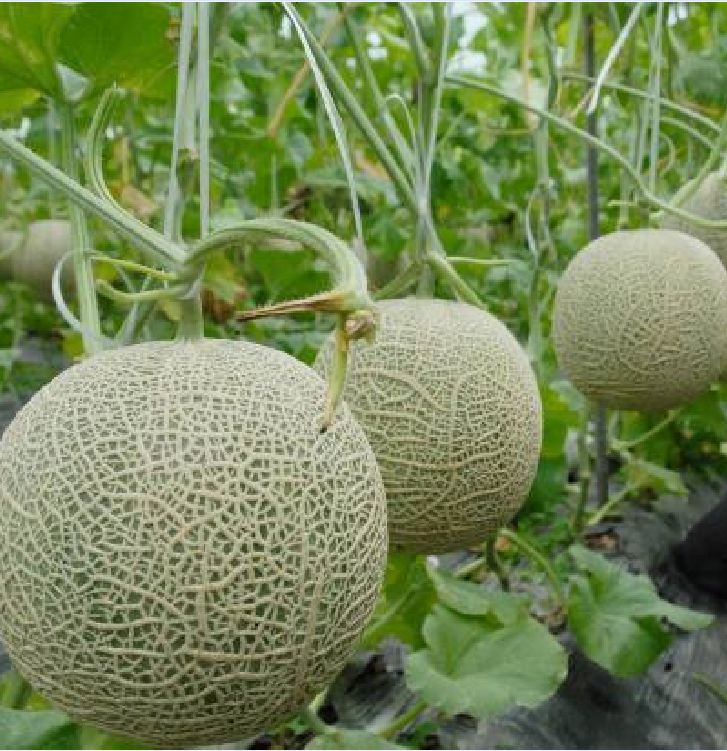 "Gói 10 Hạt " Hạt giống dưa lưới vỏ xanh