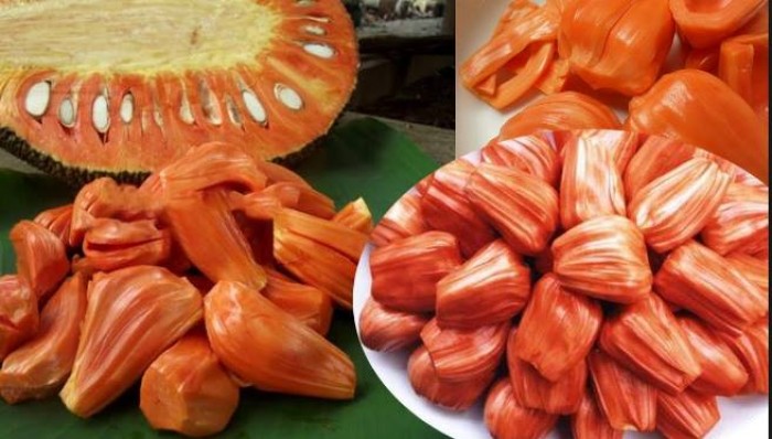 Cây mít ruột đỏ sơ đỏ cho trái sau 12 tháng (ảnh thật)