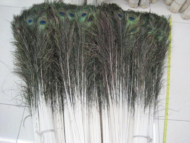 Lông công phong thủy 80-90cm - 6743