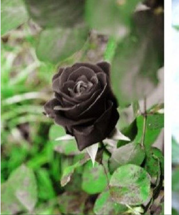 Hạt giống hoa hồng đen ( gói 20 hạt/Kèm gói kích thích hạt nảy mầm )