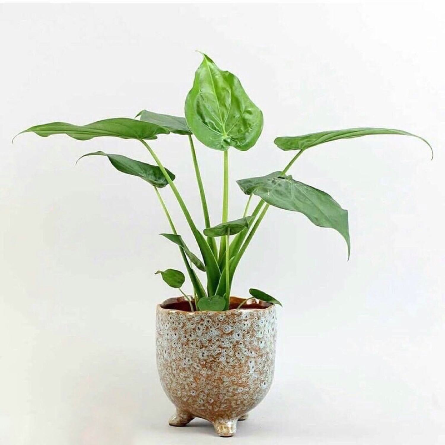 Cây môn tai phật đuổi muỗi hiệu quả (môn lá tim, Cây Alocasia cucullata)