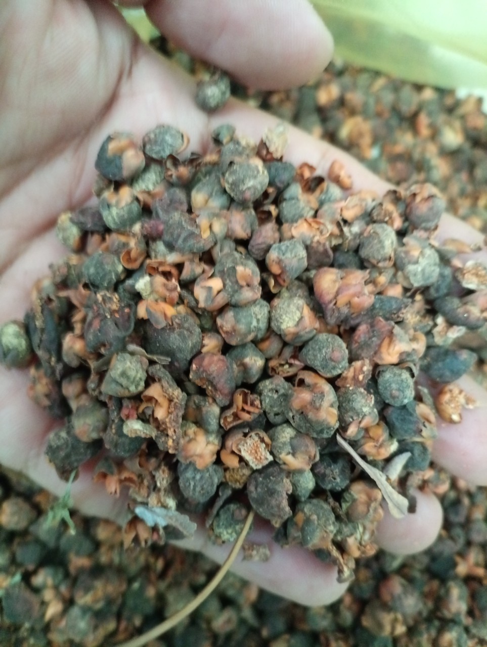 "Gói 1Gram Hạt " Hạt giống cây bồ đề ấn độ