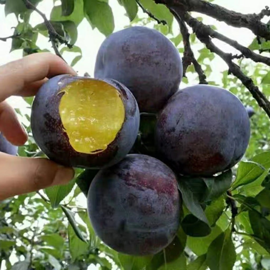 Cây Giống mận đen chín sớm bắc hà