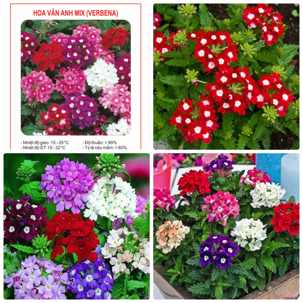Hạt Giống Hoa Vân Anh (Cúc Lá Nho) Mix
