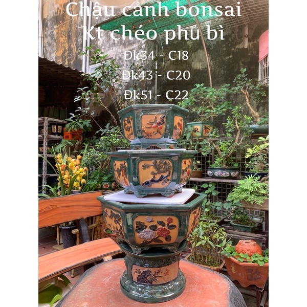Chậu lục giác trồng cây bon sai-
