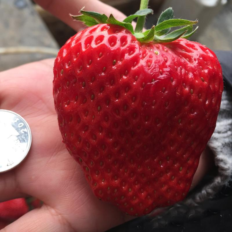 Giant strawberry seeds