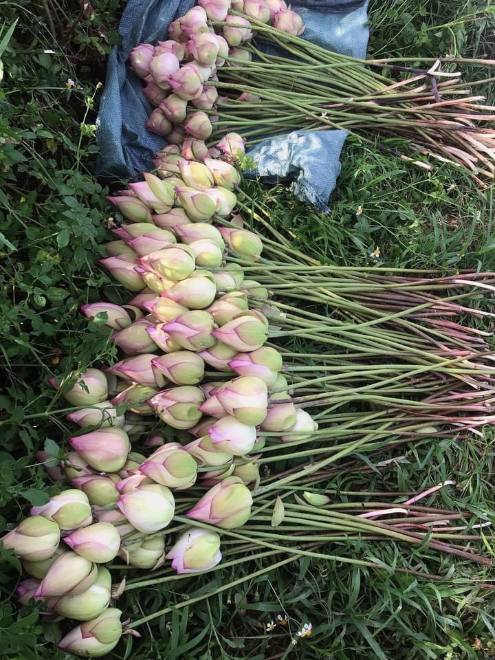 Sen Super Lotus- Củ giống