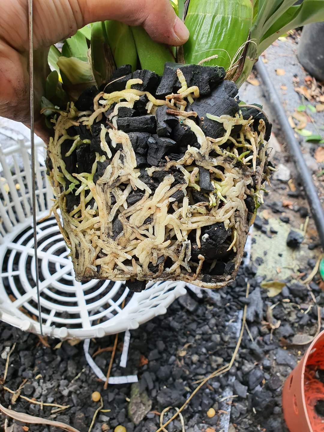 0.5 kg Than Củi Trồng Lan Đã Qua Xử Lý (nhiều kích thước)