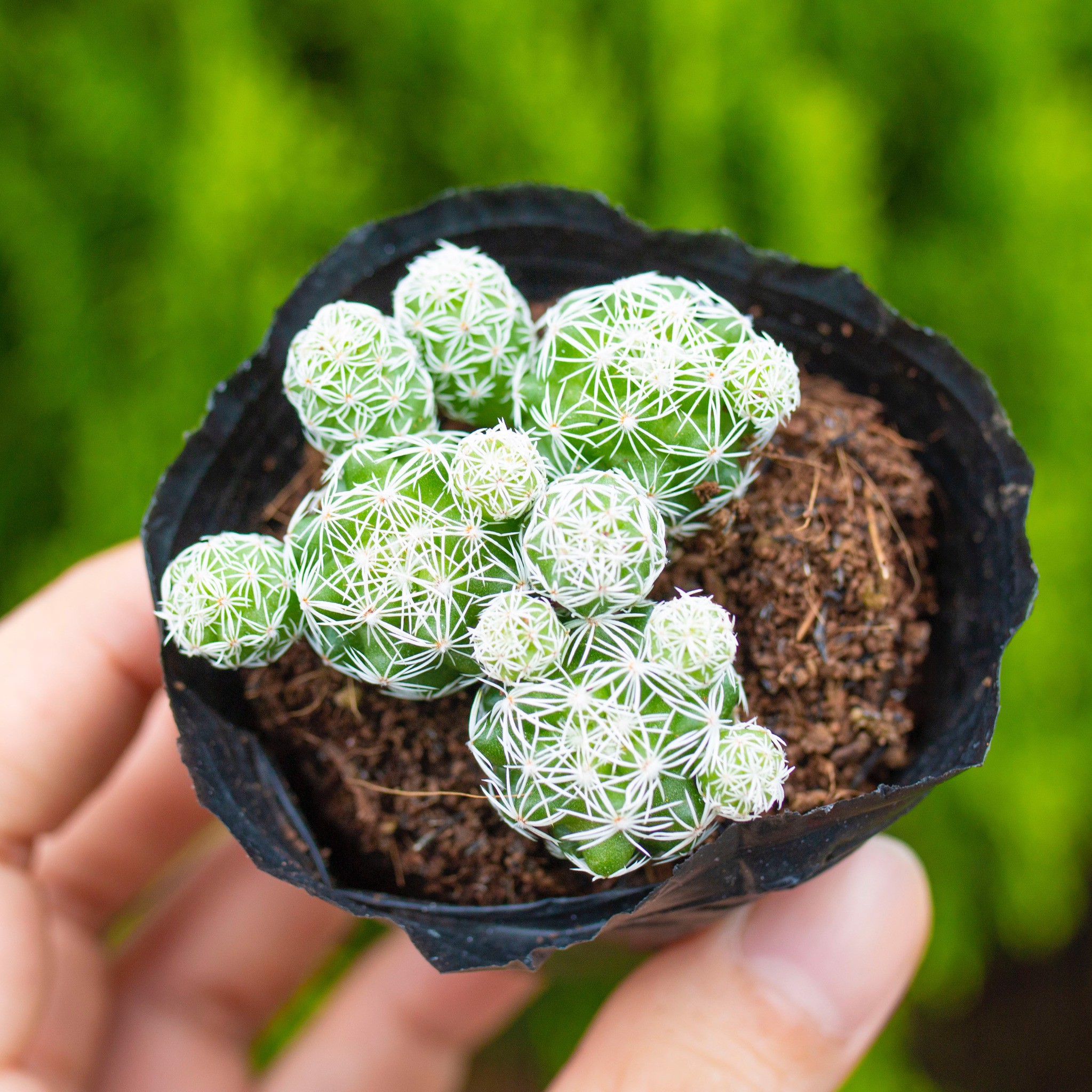 Xương rồng trứng chim size bầu