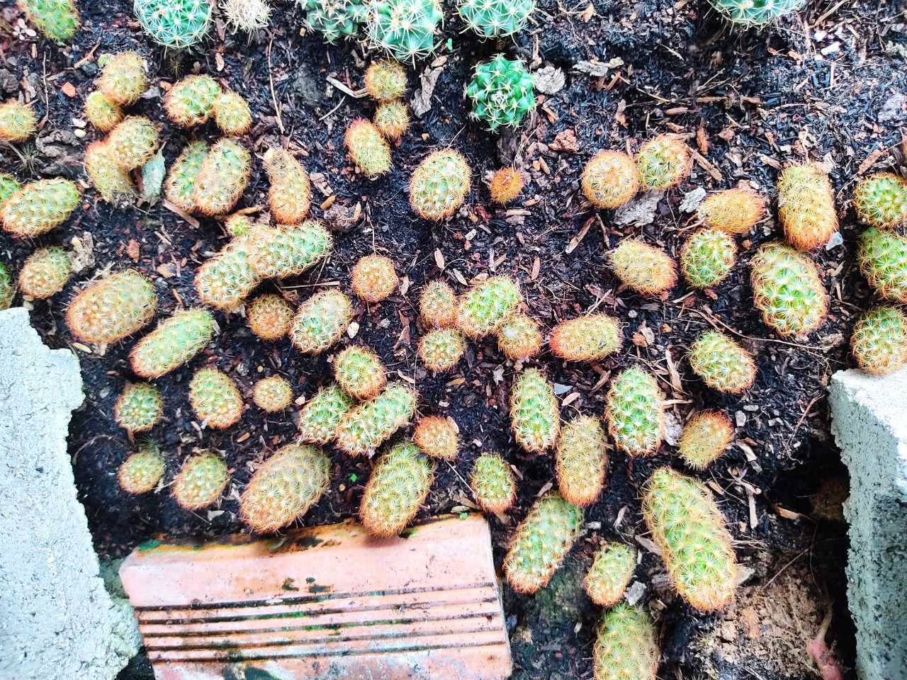 Xương rồng TRỤ THIÊN (size chậu 5 cm)