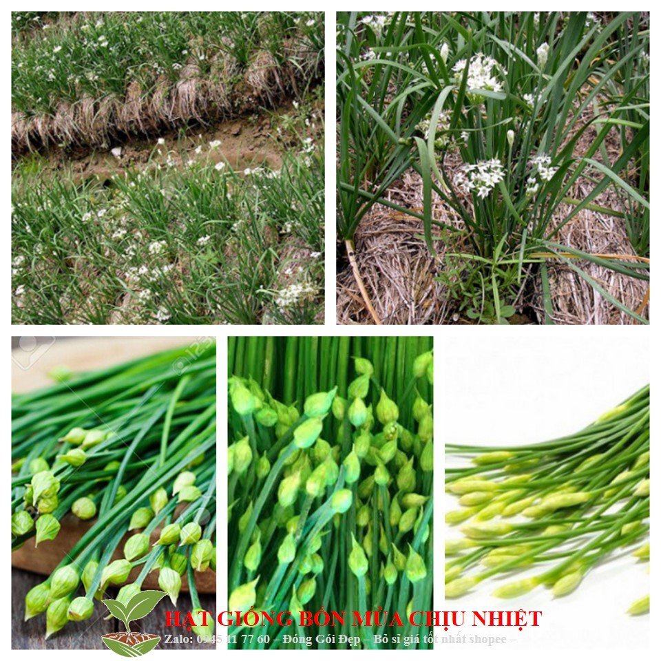 MJ35C GÓI 50 Hạt cây hẹ thơm