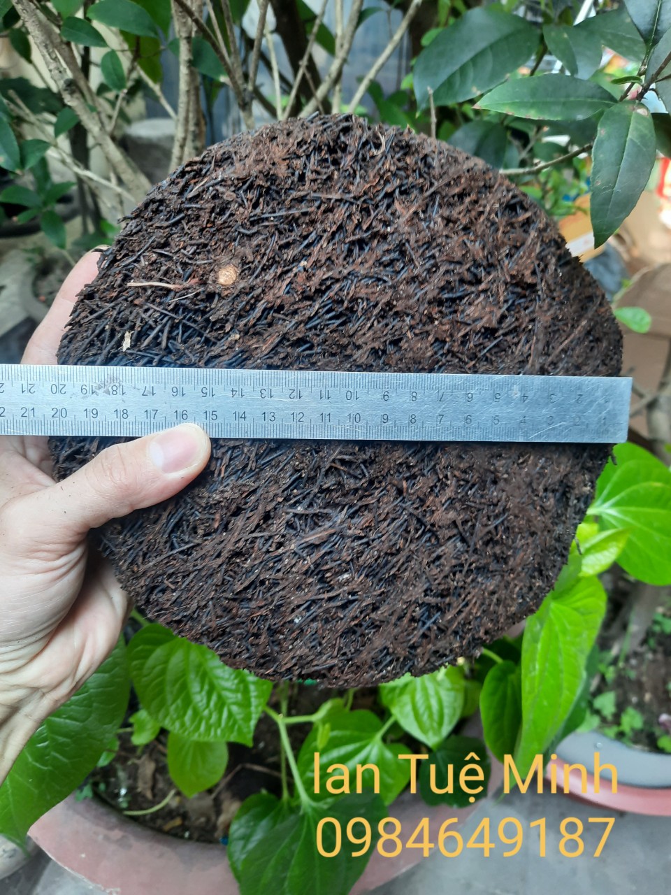 Chậu dớn trồng lan (dớn đĩa) giữ ẩm cho lan