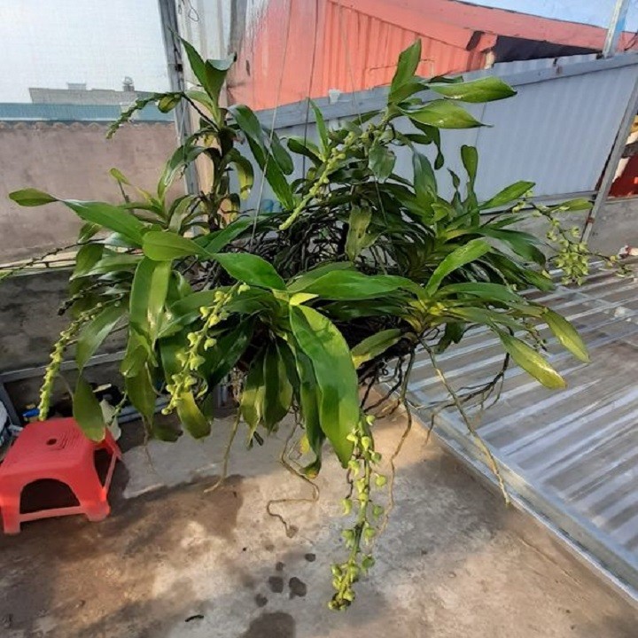 Hoa lan quế lan hương( cây to)