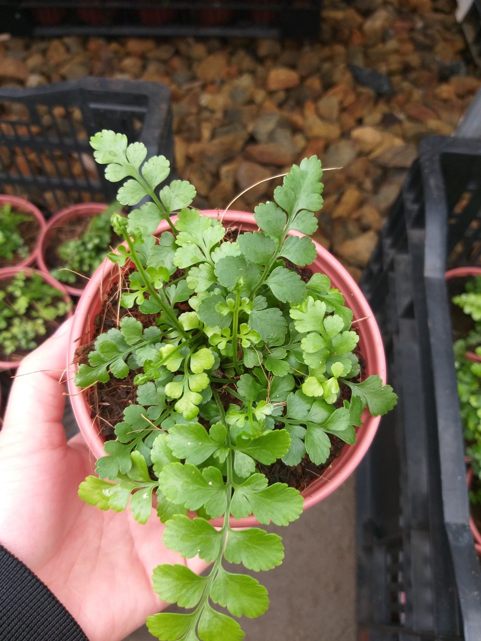 Dương Xỉ Hà Lan - Asplenium pavati