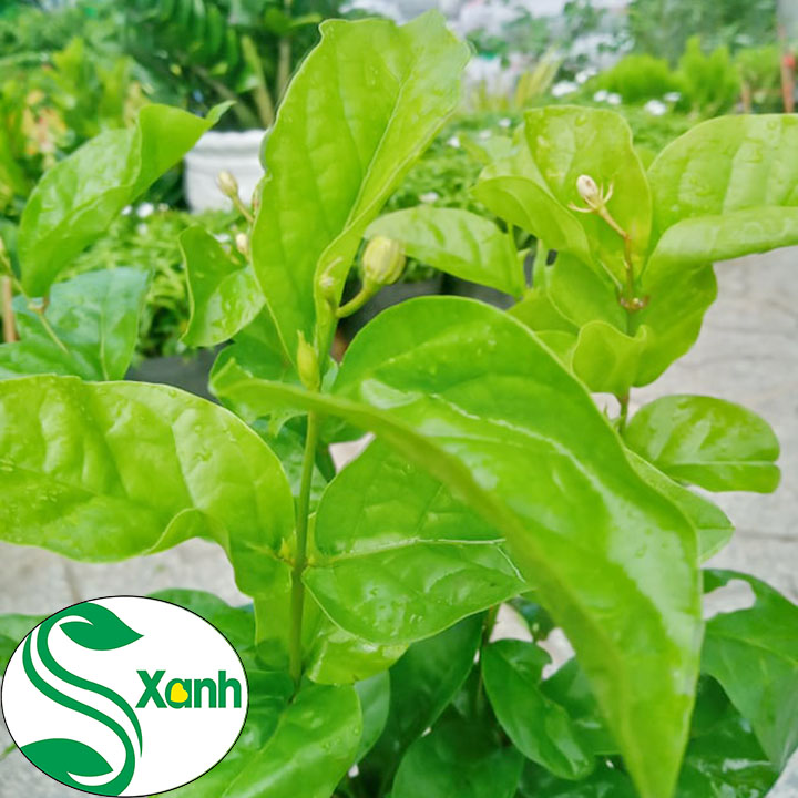 Cây Lài Trà (Lài Ta - Hoa Nhài) Cánh Kép, Bông Trắng, Hoa Thơm