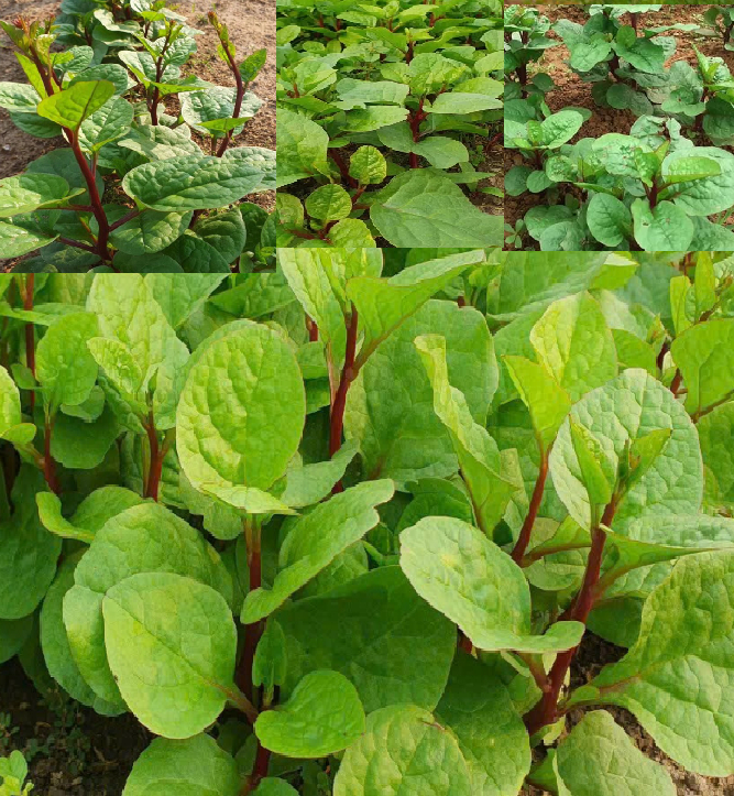 Hạt giống rau mồng tơi tím thái lan -gói1 gram