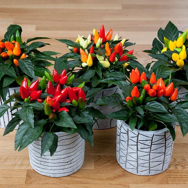 Gói Hạt Giống Ớt Ngũ Sắc