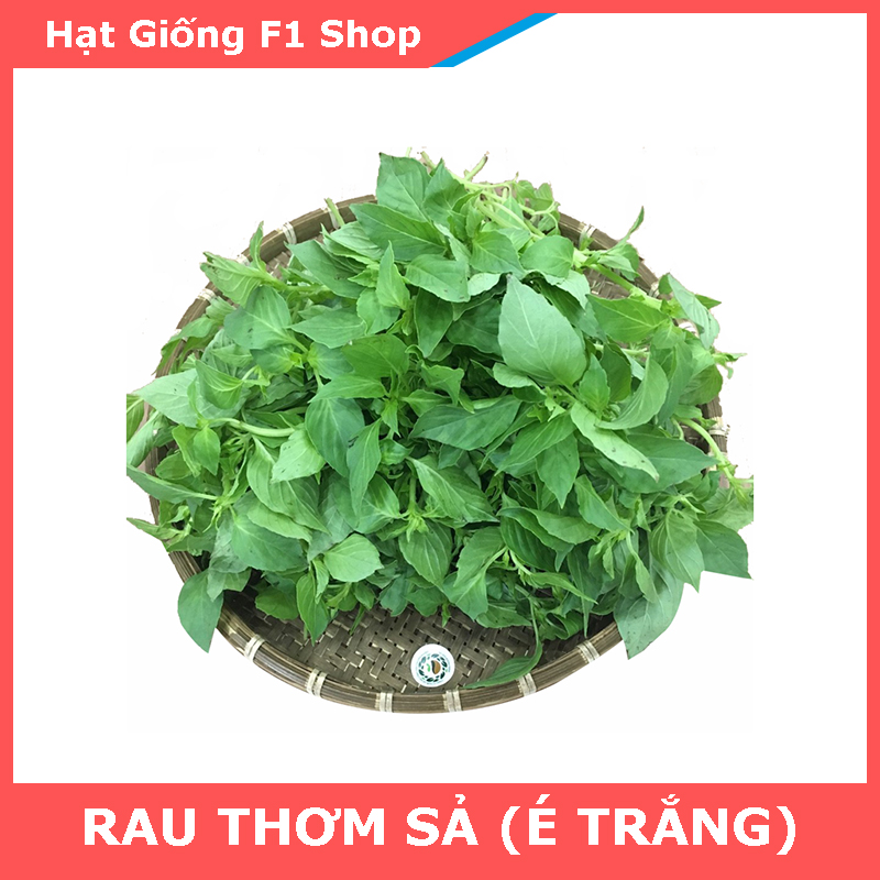 Hạt Giống Rau Thơm Sả (É Trắng) Dễ Trồng