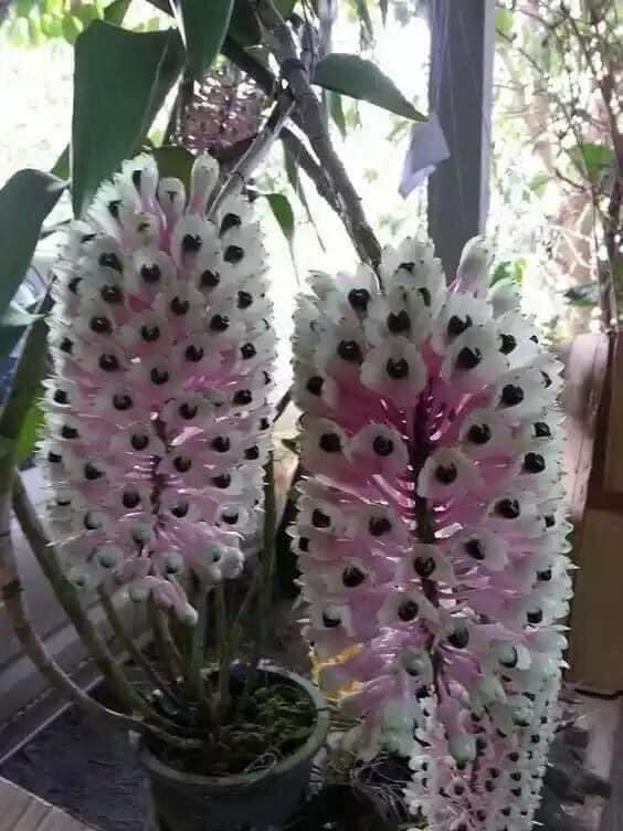 Hoa Lan đuôi công đột biến(1 bó)