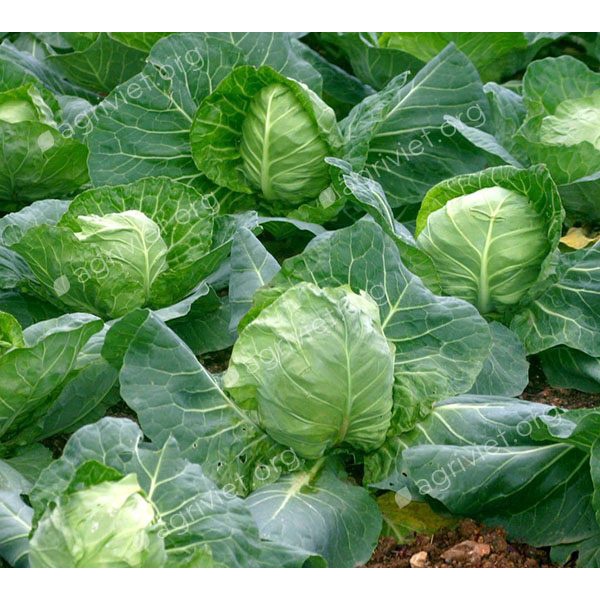 Hạt giống Bắp Cải Xanh