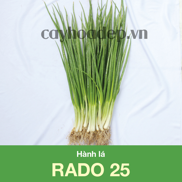 Hạt Giống Hành Lá - HẠT GIỐNG RAU THƠM