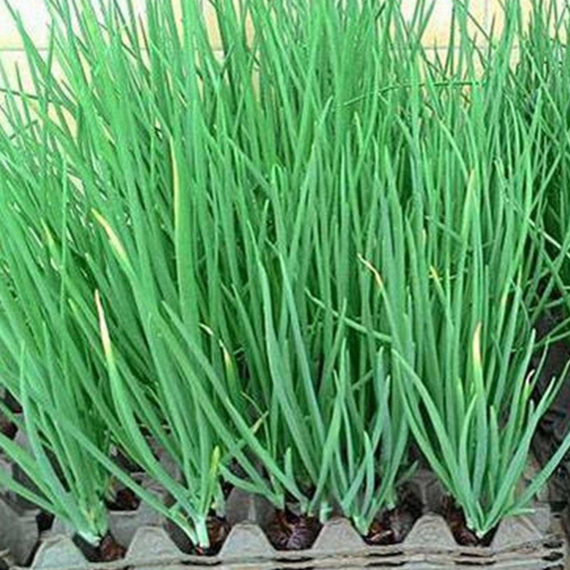 1g Hạt giống Hành lá