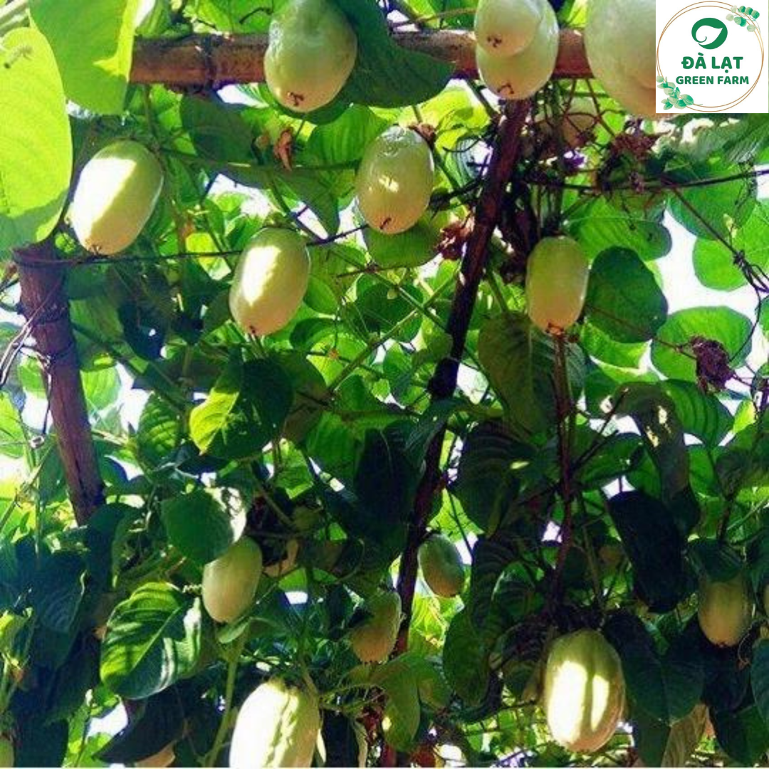 🥒5H_HẠT GIỐNG DƯA GANG TÂY🥒